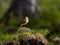 Yellow headed wagtail bird singing