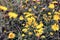 Yellow heads of field flowers photographed close-up