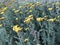 Yellow healing yarrow blooming in the green field