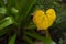 Yellow heart dropped in a street garden during Autumn, Viana do Castelo.