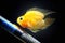 Yellow heart shape parrotfish floating in the aquarium