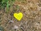 Yellow heart shaped cottonwood leaf