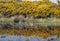 Yellow heather bush in full bloom reflecting