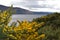 Yellow Heather at Loch Ness