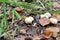 Yellow Hedgehog mushroom grows in the summer forest. Sprouts dry through the foliage.