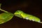 Yellow Helen or Black and White Helen Papilio nephelus caterpillar