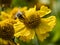 Yellow Helenium flower with a honey bee