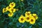Yellow helenium flowers