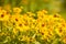 Yellow Helenium flowers Background