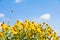 Yellow Helenium flowers on blue sky Background