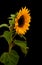 Yellow Helianthus annuus, the common sunflower,