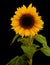 Yellow Helianthus annuus, the common sunflower,