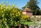 Yellow Helianthus flowers at Eastcote House historic walled garden in the Borough of Hillingdon, London, UK. Dovecote in the dista