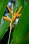 Yellow Heliconia Flower in garden