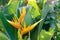 Yellow heliconia flower and green leaf in the garden. Nature background