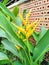 Yellow Heliconia Flower Tropical plants.