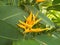 Yellow heliconia flowers close ups