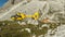 Yellow helicopter used for rescue operations, On the ground in Dolomites, Italy. Helicopter rescue