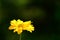 Yellow heliopsis flower