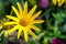 Yellow Heliopsis flower in the garden, background