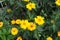 Yellow Heliopsis helianthoides flower also called rough oxeye, smooth oxeye, false sunflower in full bloom in a garden in summer