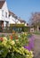 Yellow hellebore and colourful mixed colour aubretia trailing plants growing in a front garden in a suburban street in London UK