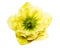 A yellow hellebore flower or a yellow helleborus orientalis isolated on white