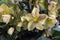 Yellow hellebore flowers in bloom growing in garden