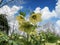 Yellow Hellebores or lenten rose with blue sky background , in flower, Close up