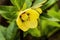 Yellow Helleborus Lenten Rose