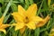 Yellow hemerocallis