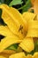 Yellow hemerocallis daylily