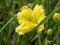 Yellow Hemerocallis daylily flower, variety Missouri Beauty