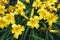 Yellow Hemerocallis, Dumortieri Morr daylily flowers