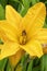 Yellow hemerocallis flower