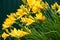 Yellow hemerocallis. Plentiful blossoming.