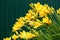 Yellow hemerocallis. Plentiful yellow blossoming.
