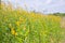 Yellow hemp flowers blooming in the fields of Thailand and bokeh.