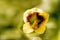 Yellow henbane with flower