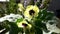 Yellow henbane, medicine plant with flower