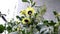 Yellow henbane, medicine plant with flower