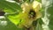 Yellow henbane, medieval medicine plant