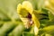 Yellow henbane, medieval medicine plant