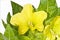 Yellow henbane, medieval medicine plant