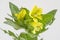 Yellow henbane, medieval medicine plant