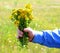 Yellow herb of St. John`s wort in hand