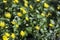 Yellow herbal flowers