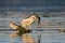 Yellow heron fishing in Danube Delta Romania