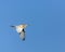 Yellow heron in flight