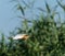 Yellow heron in flight